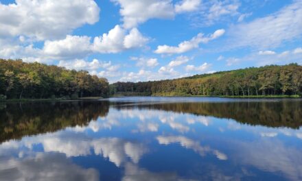 What Did You Go Out to the Wilderness to See?