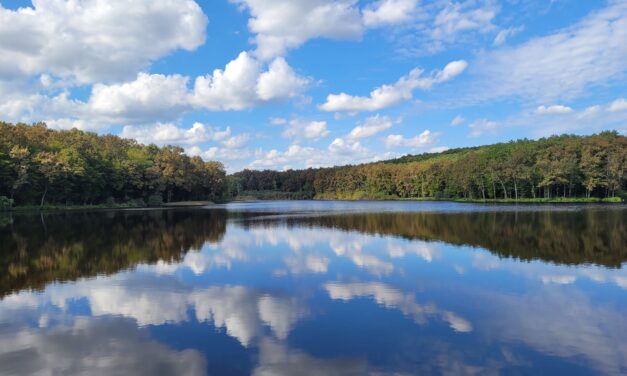 What Did You Go Out to the Wilderness to See?