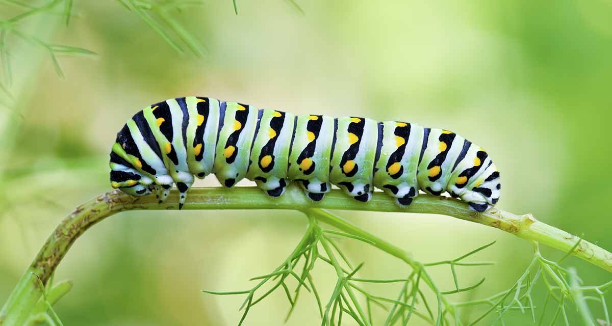 To Next May’s Black Swallowtail Butterflies