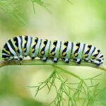 To Next May’s Black Swallowtail Butterflies