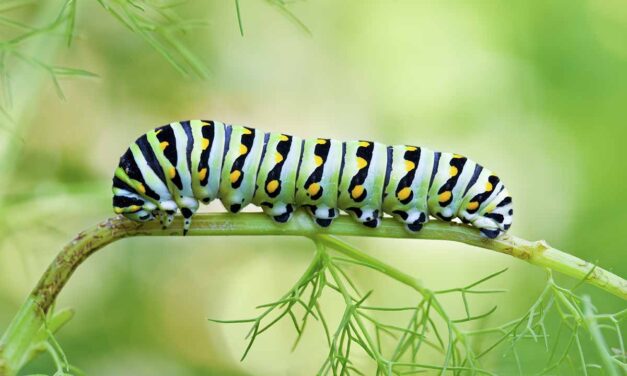To Next May’s Black Swallowtail Butterflies